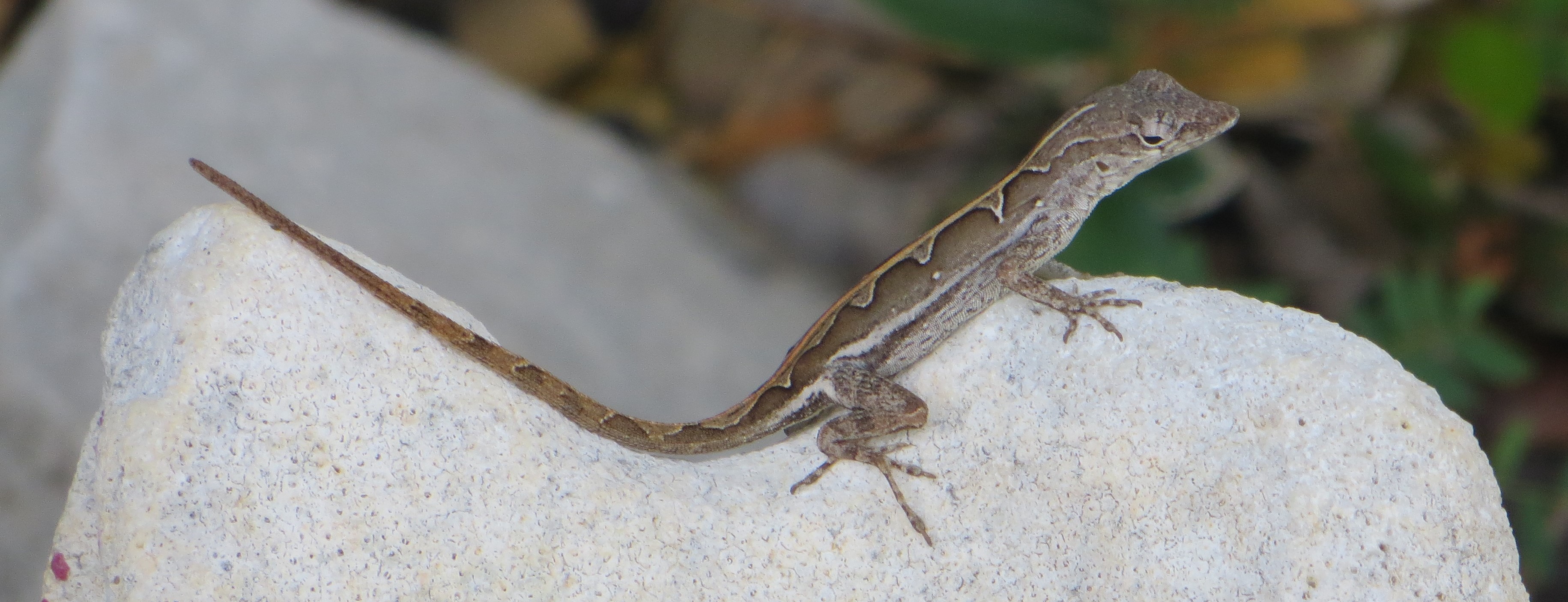 Sagrei female
